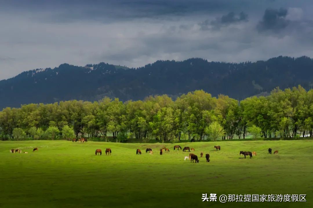 2023那拉提度假攻略：独库公路自驾游（六）