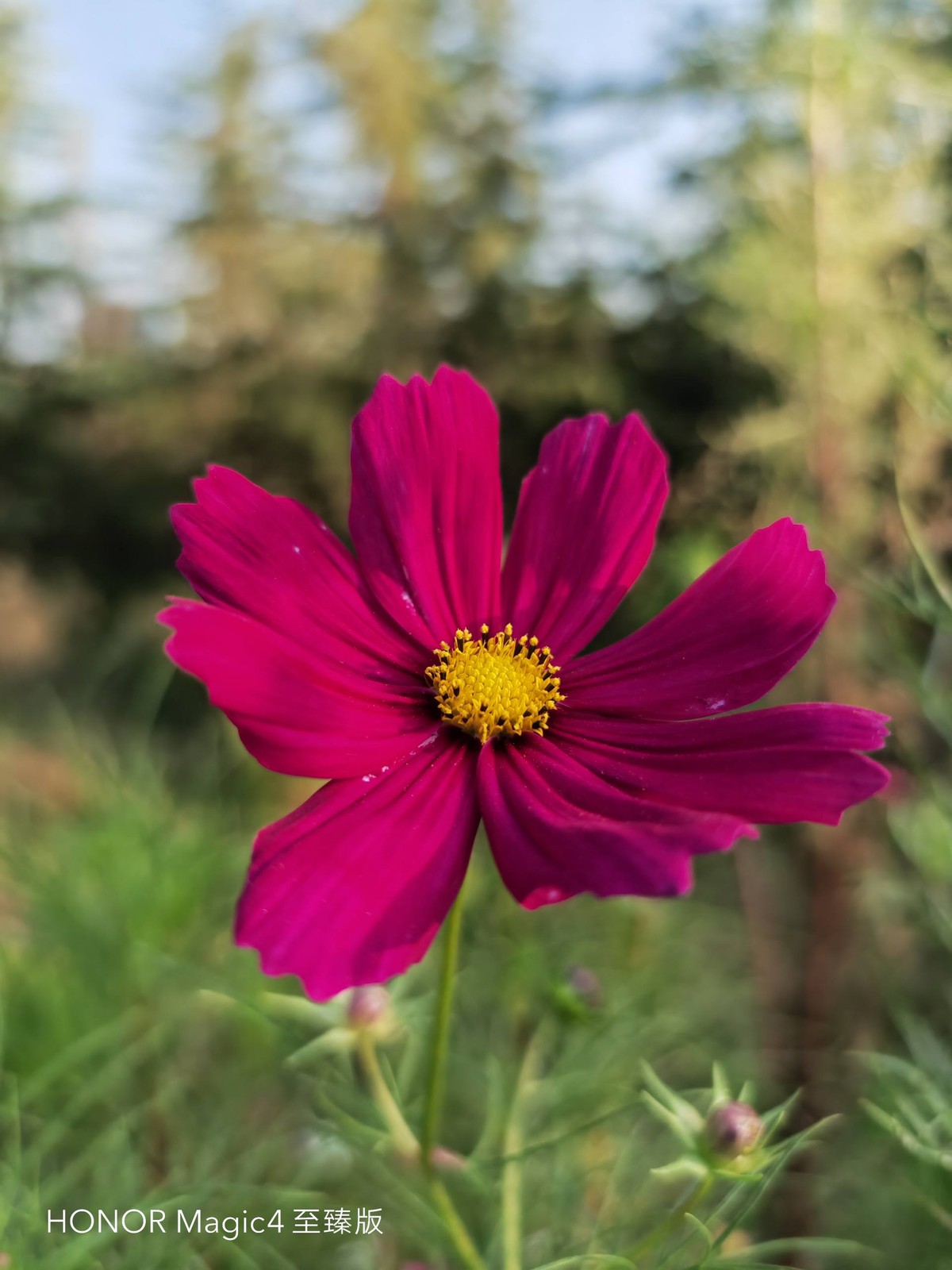 荣耀magic4至臻版体验一个月后,荣耀magic4至臻版全套实拍图