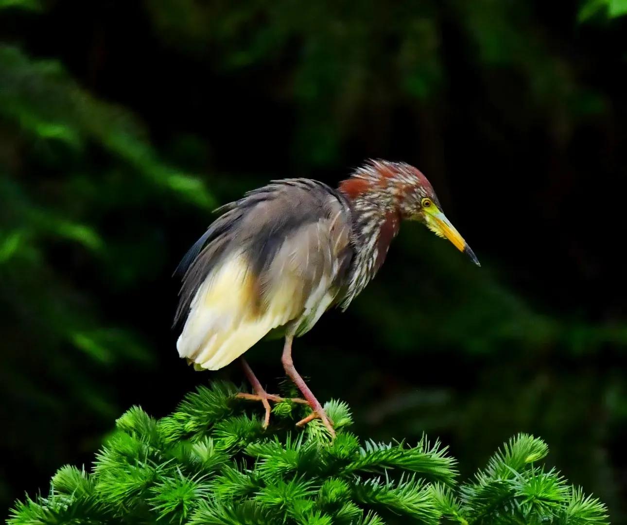 惬意的小鸟,快活的小鸟