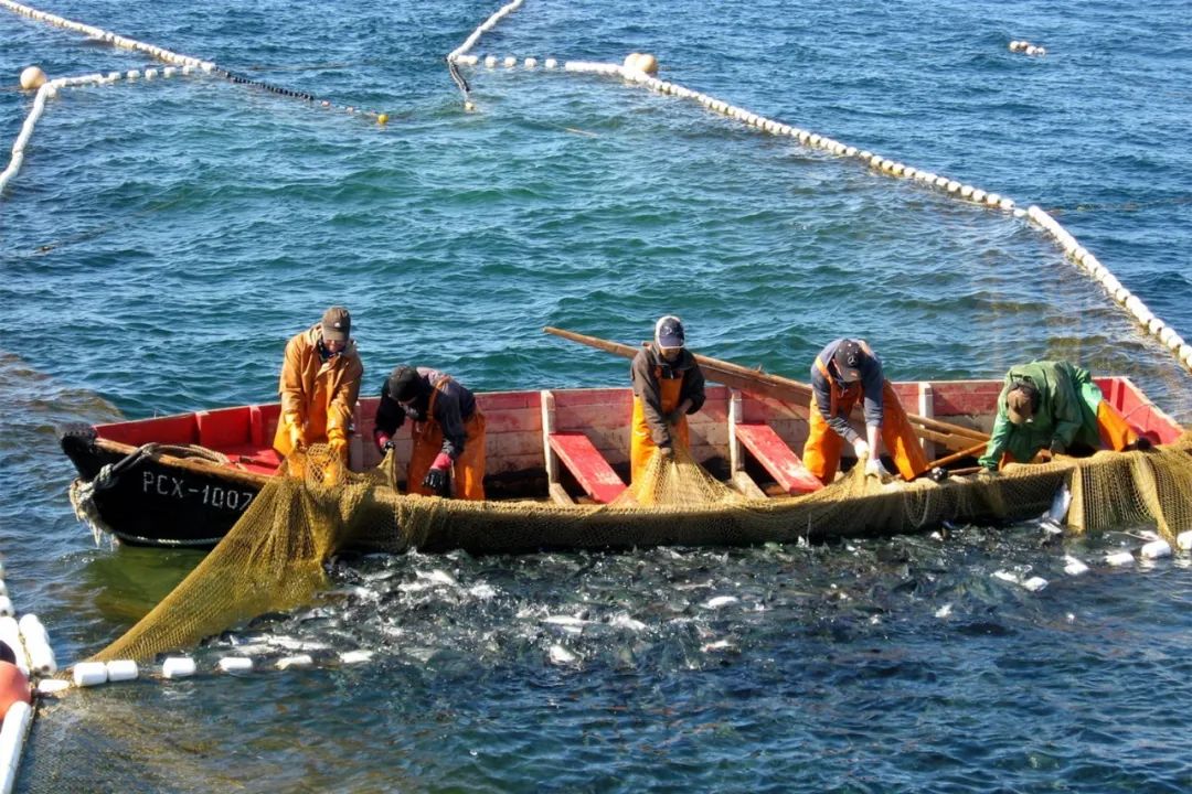 俄罗斯最好吃的东西是什么样的,俄罗斯最好吃的东西