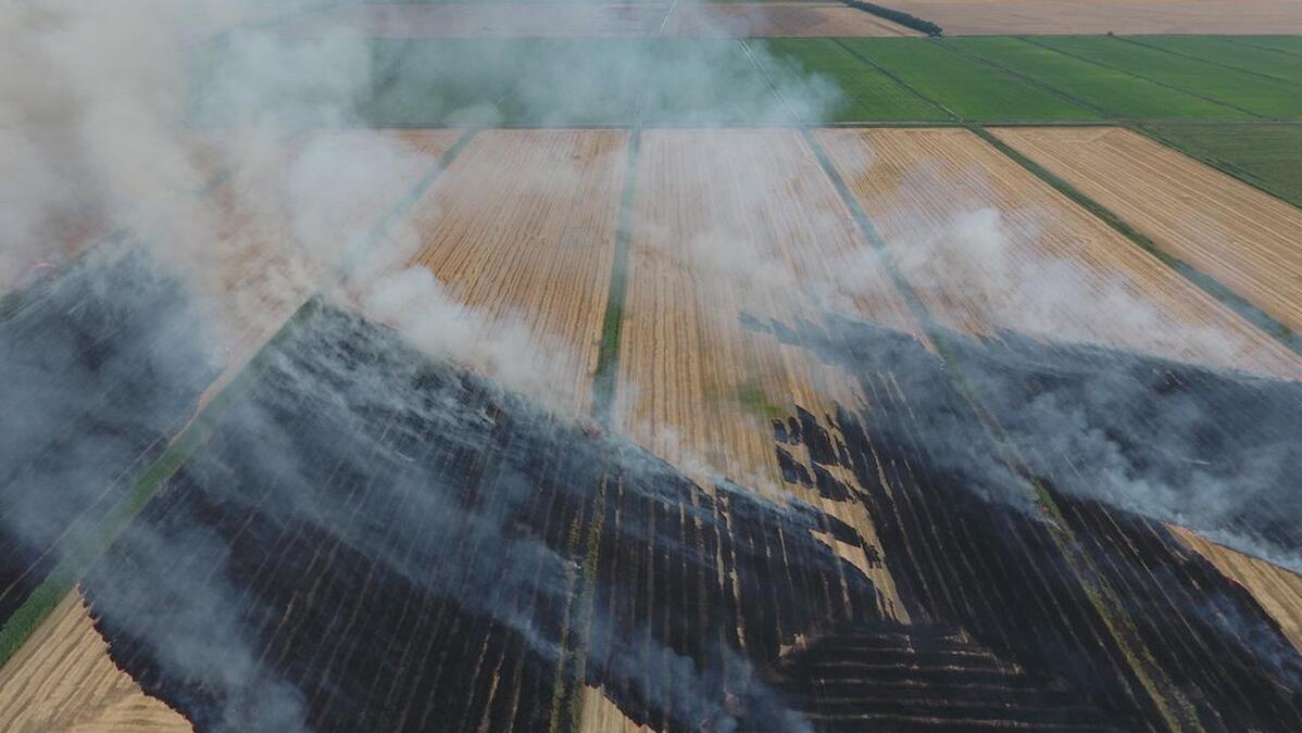 为什么小麦秸秆比小麦赚钱？四川高管放弃高薪，靠秸秆年入40万