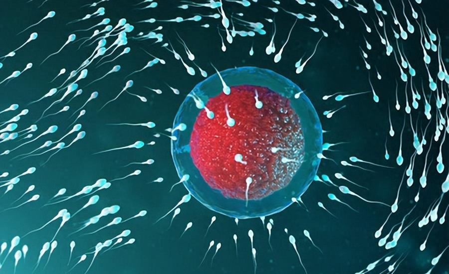 失落的小勇士们,踏上了怀孕之路