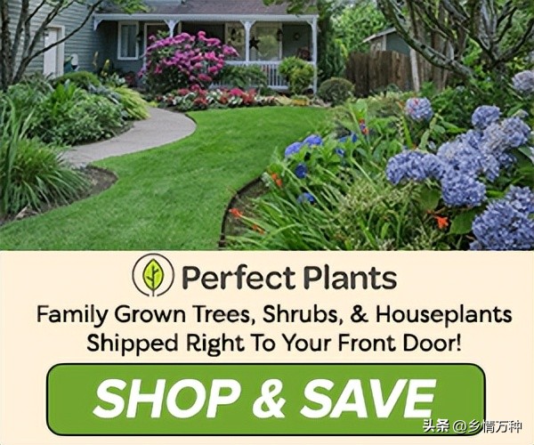 丁香花树苗种植方法,丁香花种植方法和注意事项图片