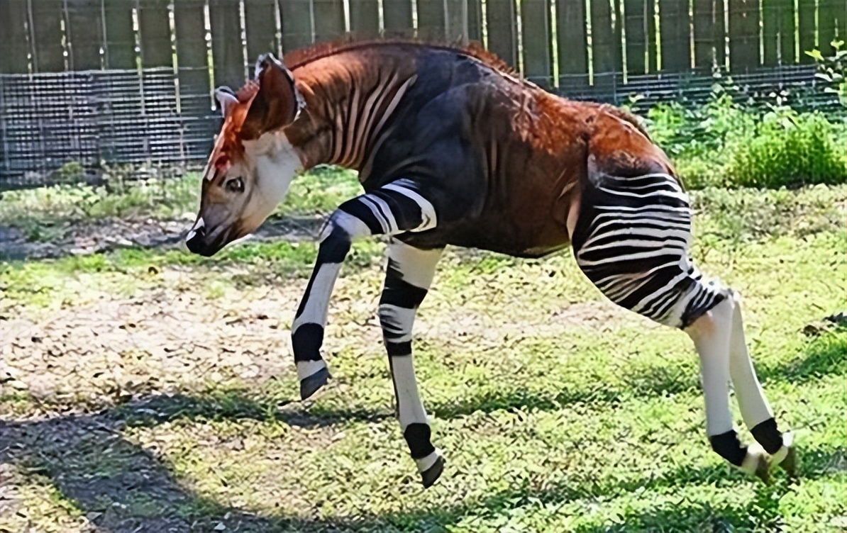 真实存在的动物稀奇古怪,十二生肖为什么只有龙是虚构动物