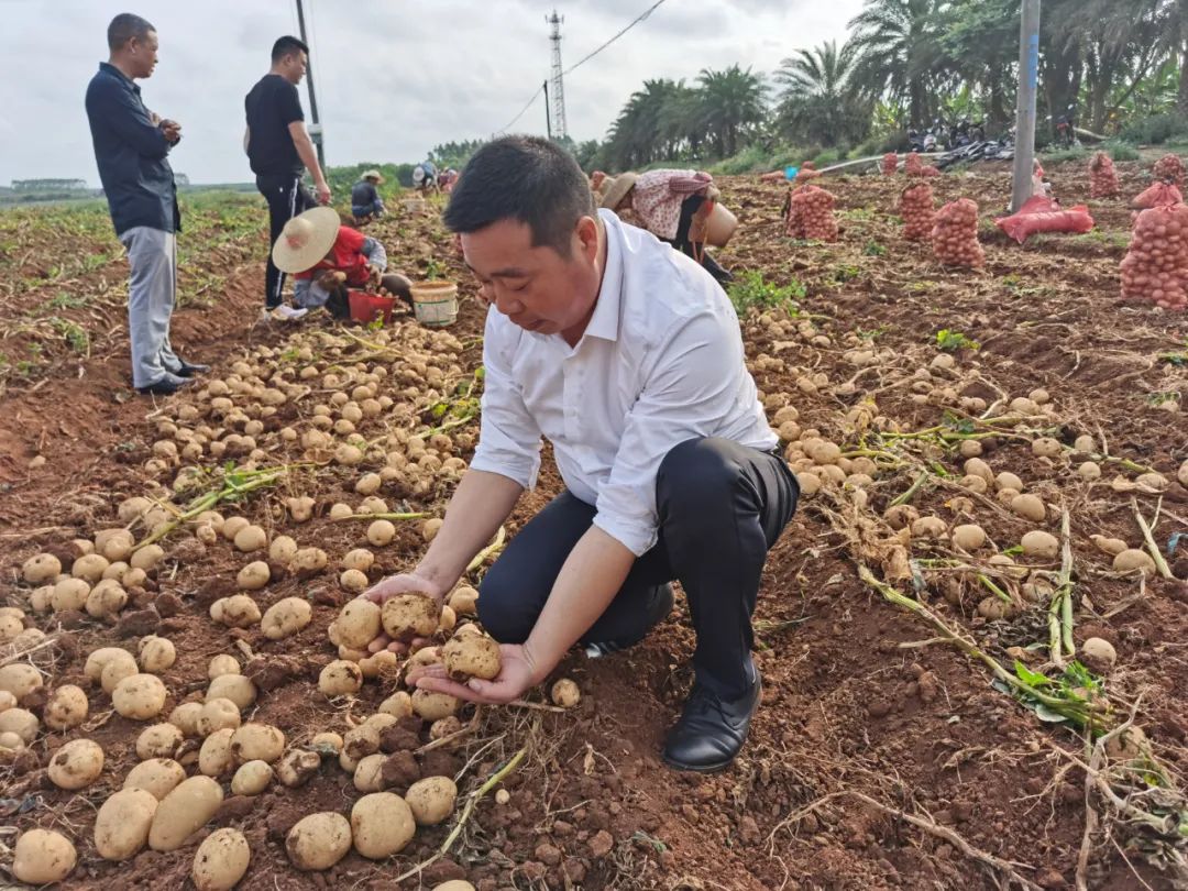 一只薯种出万元田！“*党**建+特色农业”让资源贫乏村“点”亮“薯”光大道