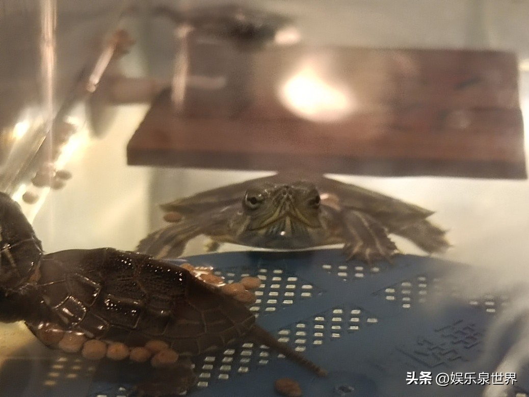 小乌龟这几天不吃东西怎么办,小乌龟不吃东西怎么办才能让它吃