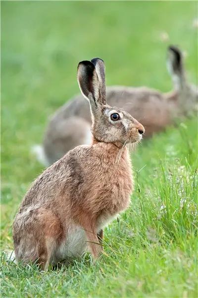 閲庨浮閲庡厰鎴愮伨瑙嗛,鏈変簺鍦版柟閲庨浮閲庡厰楦熺被绁稿搴勭