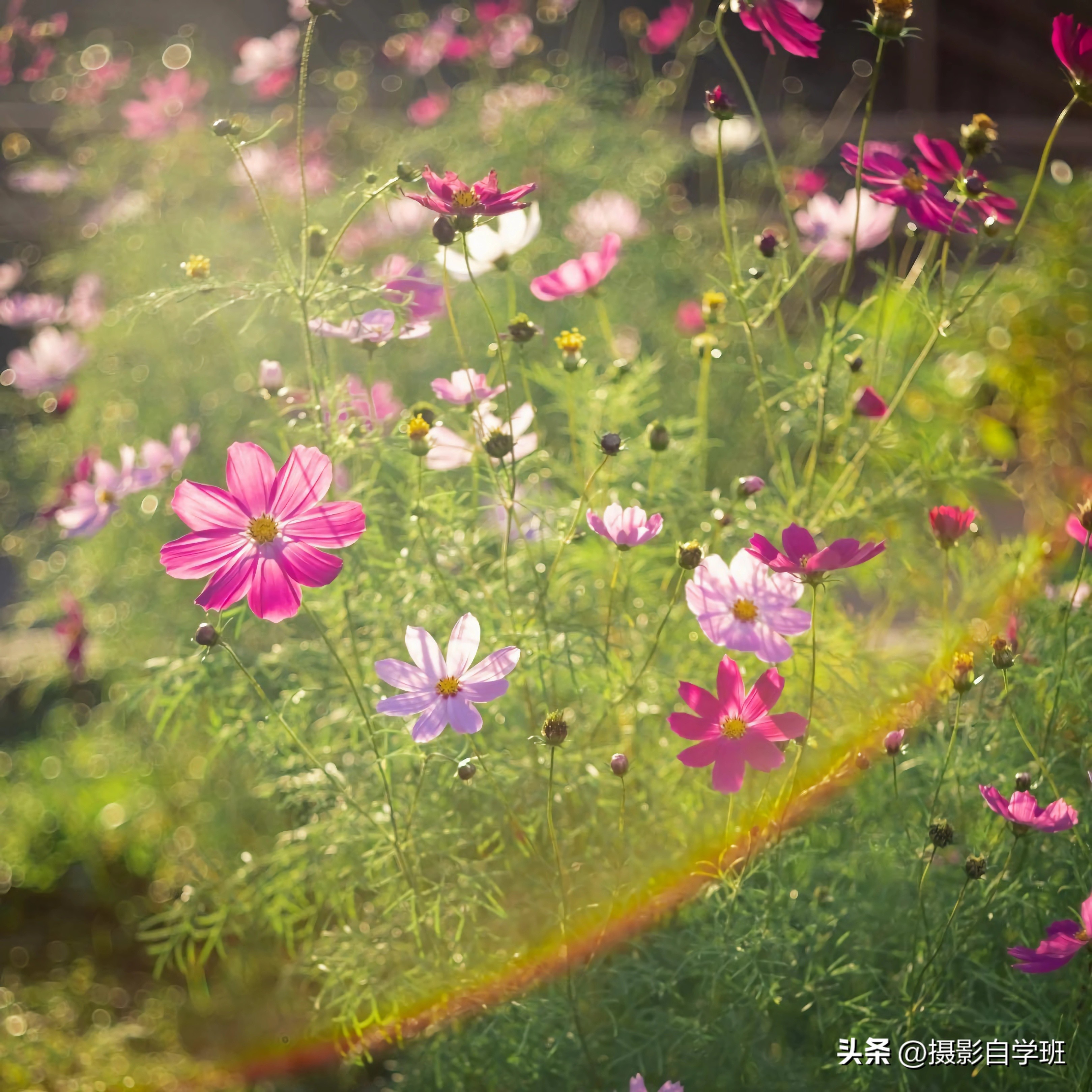 格桑花拍摄技巧,格桑花怎么拍照好看