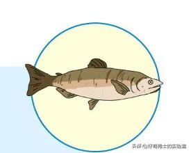 女生闻到的男人味到底是啥味,女生闻到男生身上的香味很刺鼻