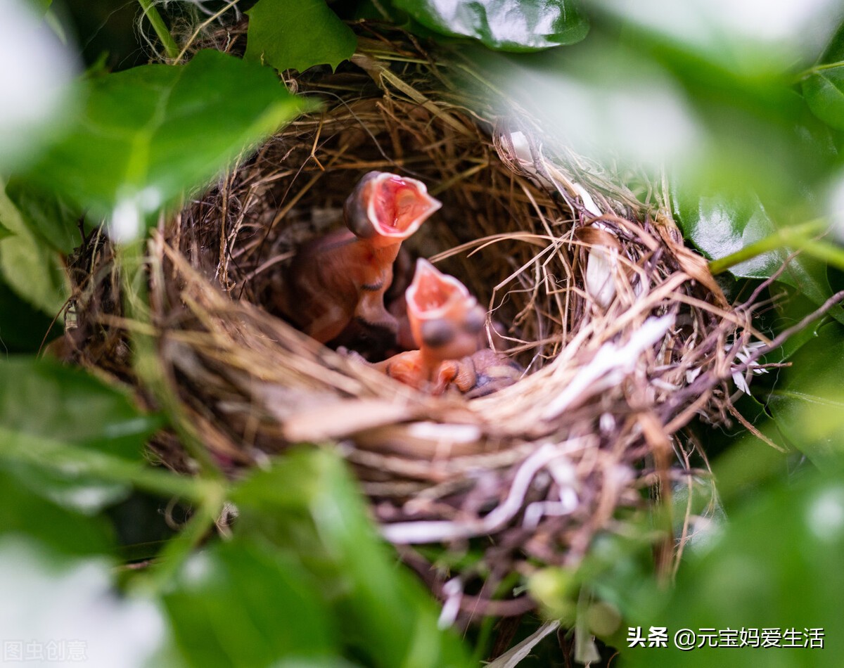 鸟窝怎么防大雨,鸟窝下雨天怎么处理