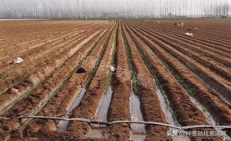 大葱生虫怎么防治,怎样预防葱的病虫害