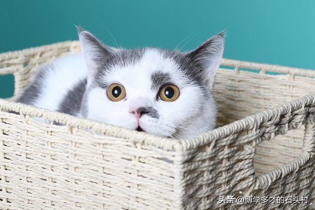 猫咪手攥玫瑰的表情什么意思,为什么猫咪没有喜怒哀乐的表情