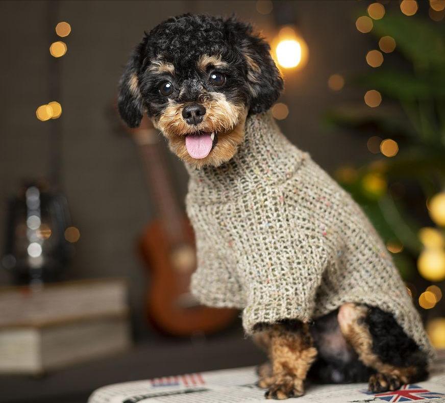成年泰迪犬怎么训练大小便,泰迪犬怎样训练大小便的方法视频