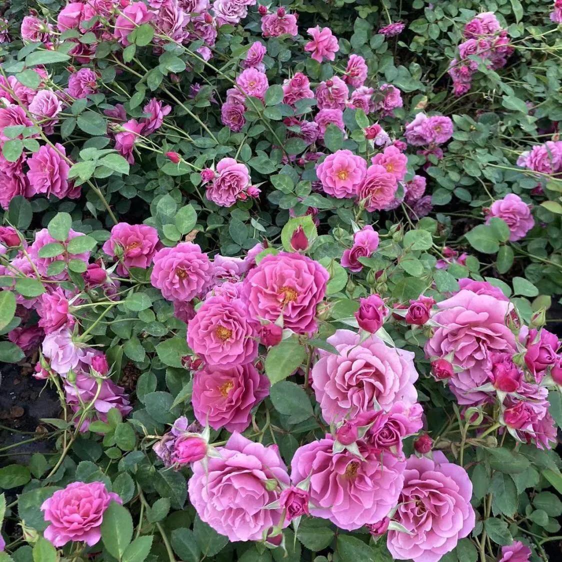 葵系列的月季,高贵浪漫的仙女月季