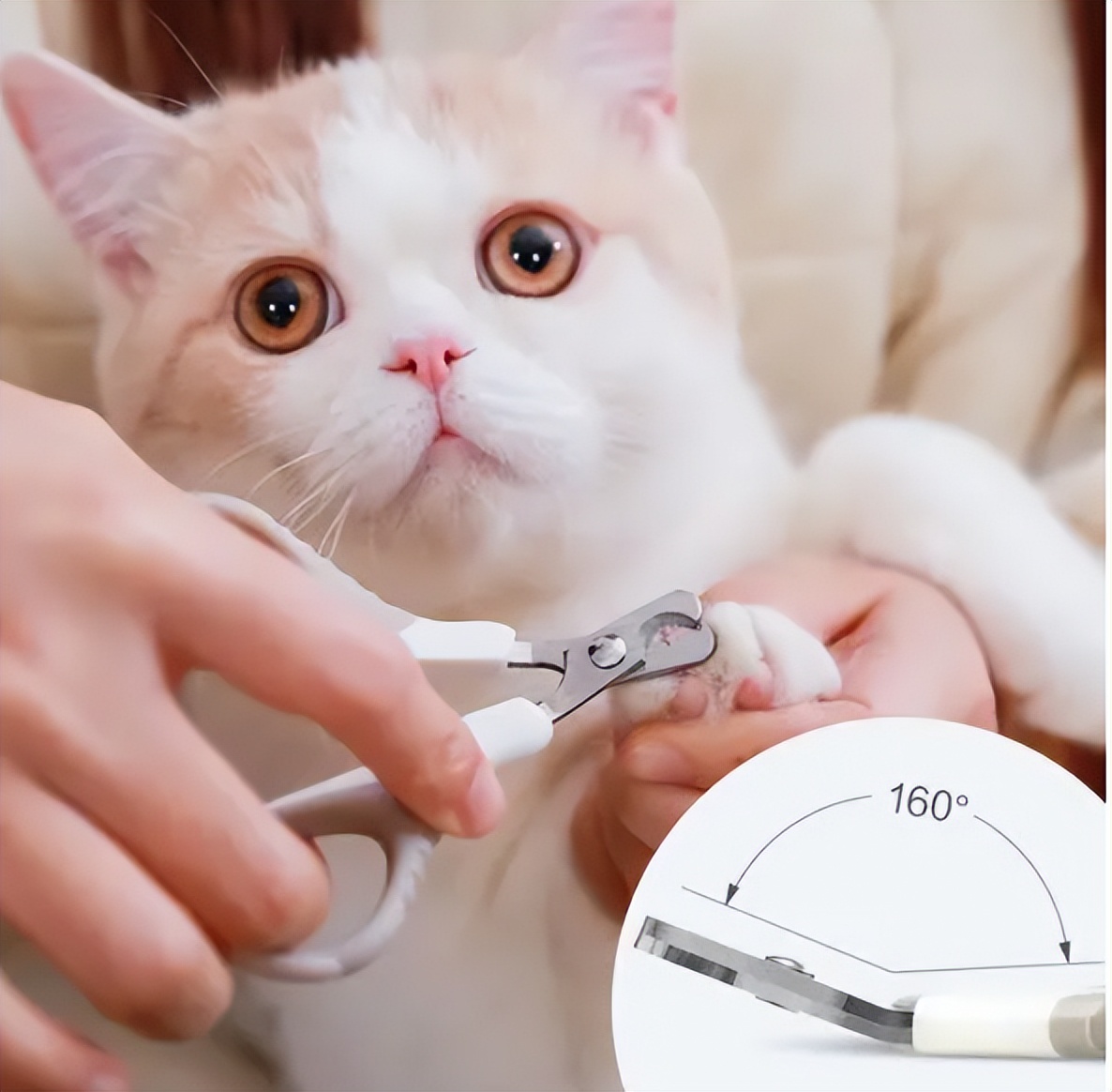 新手养猫不迷路，第一次养猫准备这些就够了