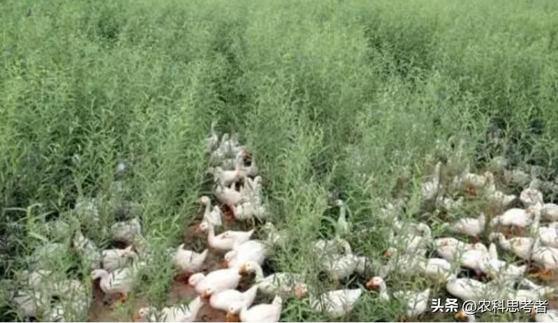 家庭农场发展面临的困境及对策,家庭农场未来发展的对策与建议