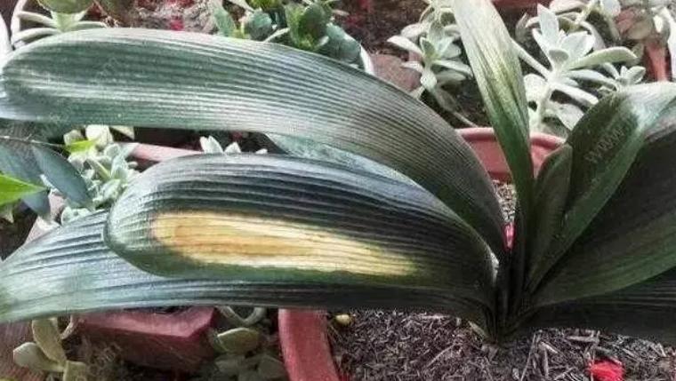 君子兰什么时候可以矫正叶子,君子兰一季看花三季看果四季观叶