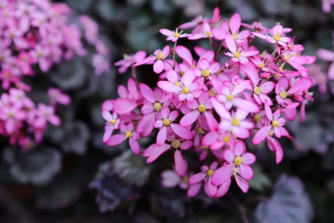 自带爆盆属性的舞动精灵上新了，虎年春日仪式感安排了吗