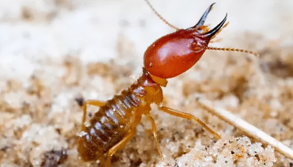 为什么不能对白蚁窝使用杀虫剂,雷达杀虫剂对白蚁有无杀灭作用