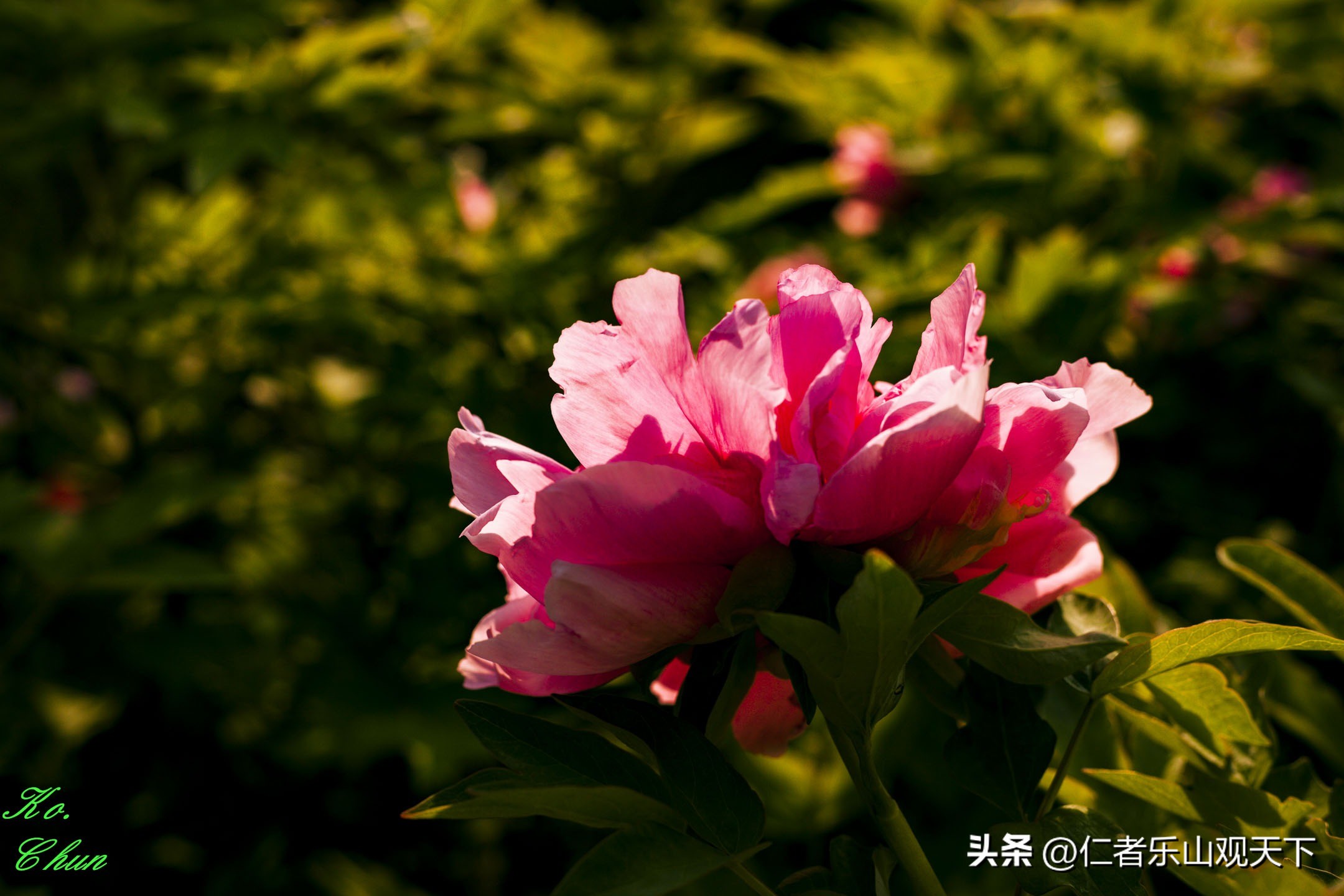 丧家的资本家乏走狗原文,丧家的资本家乏走狗指的是谁