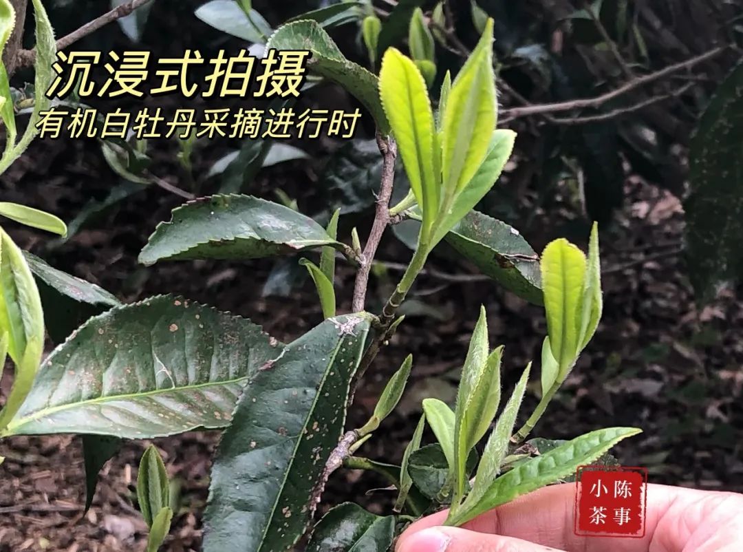 高山白牡丹、抛荒白牡丹、有机白牡丹，白茶白牡丹分哪几种？