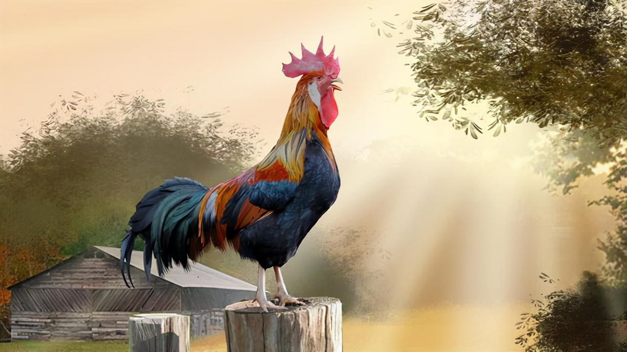 蜈蚣和公鸡谁最强,公鸡为什么能打败蜈蚣