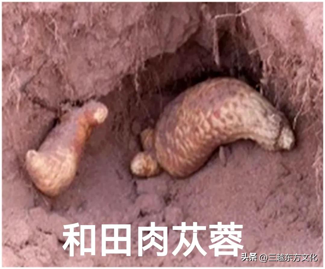 道地沙漠肉苁蓉产于哪个沙漠,道地中药材肉苁蓉