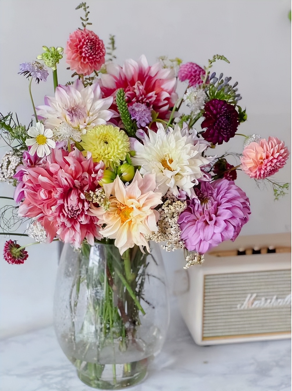 花色多，花形美——切花新贵大丽花，这些品种你都认识吗？