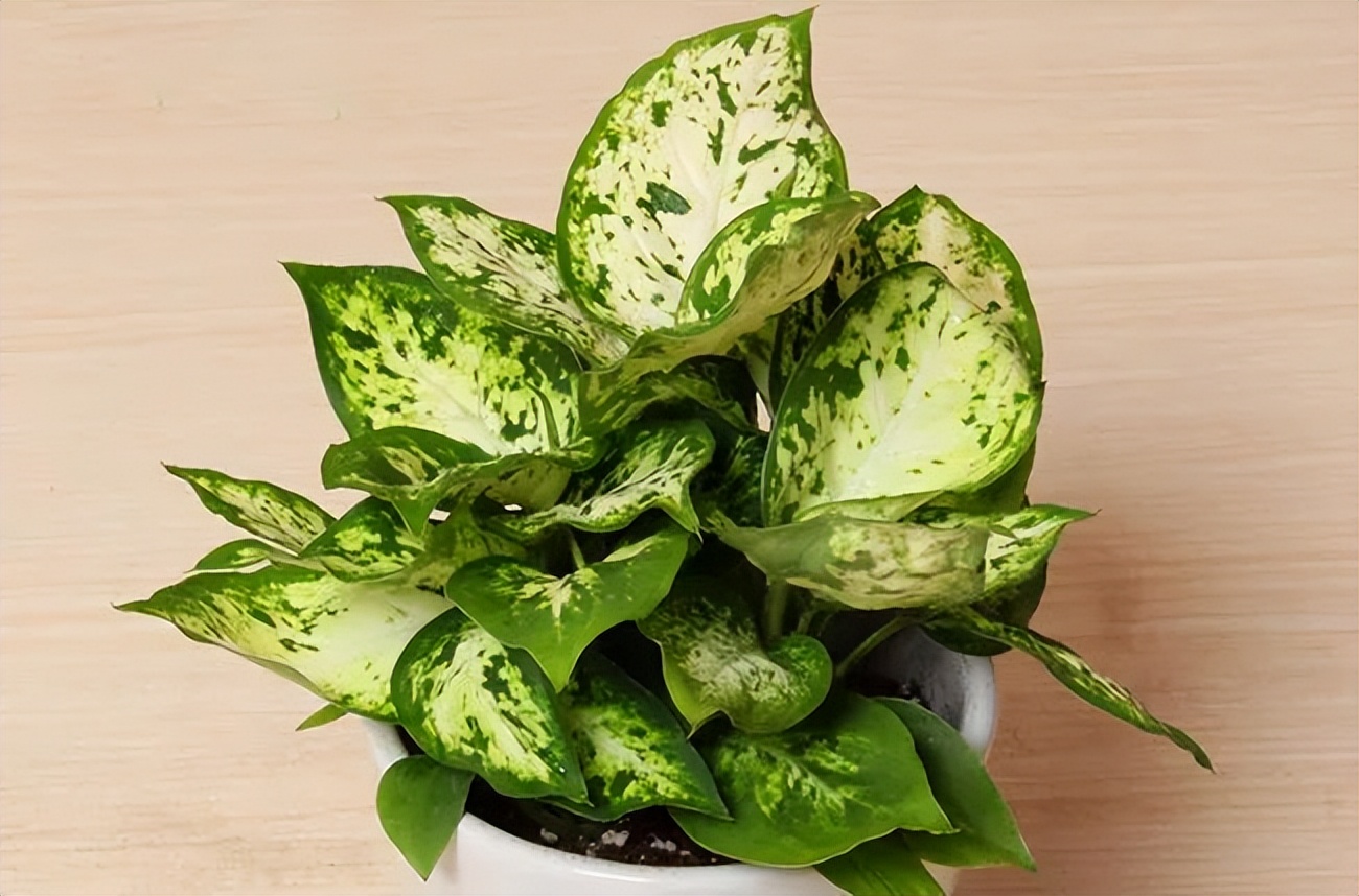 种什么蔬菜可吸甲醛,适合家庭种植的除甲醛植物