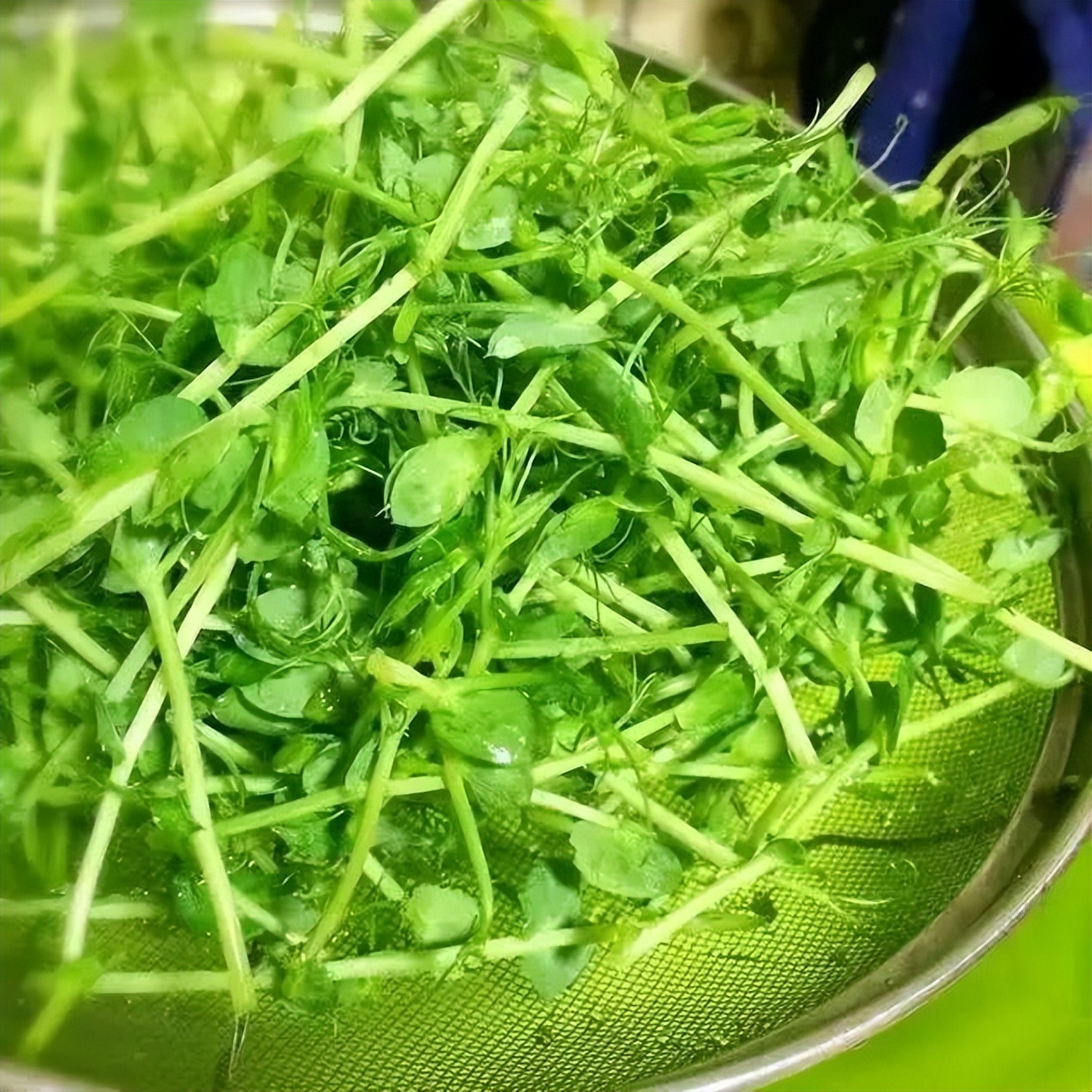 视力模糊多吃哪些菜呢,视力模糊的食物有哪些