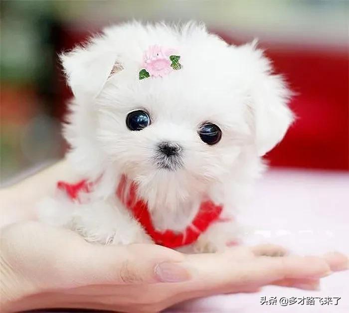 十二星座茶杯犬,茶杯犬图片高清壁纸