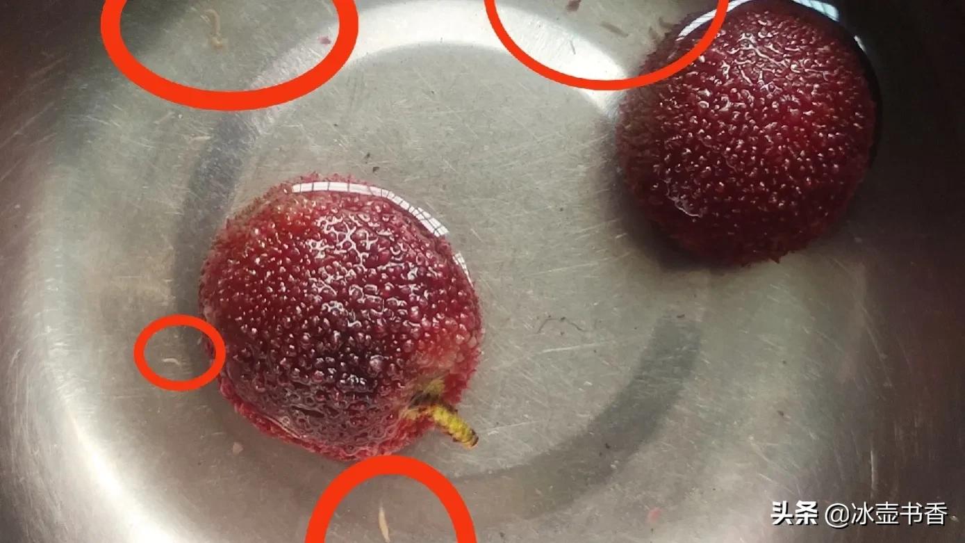 怕杨梅有虫怎么办,害怕杨梅里有虫子怎么办