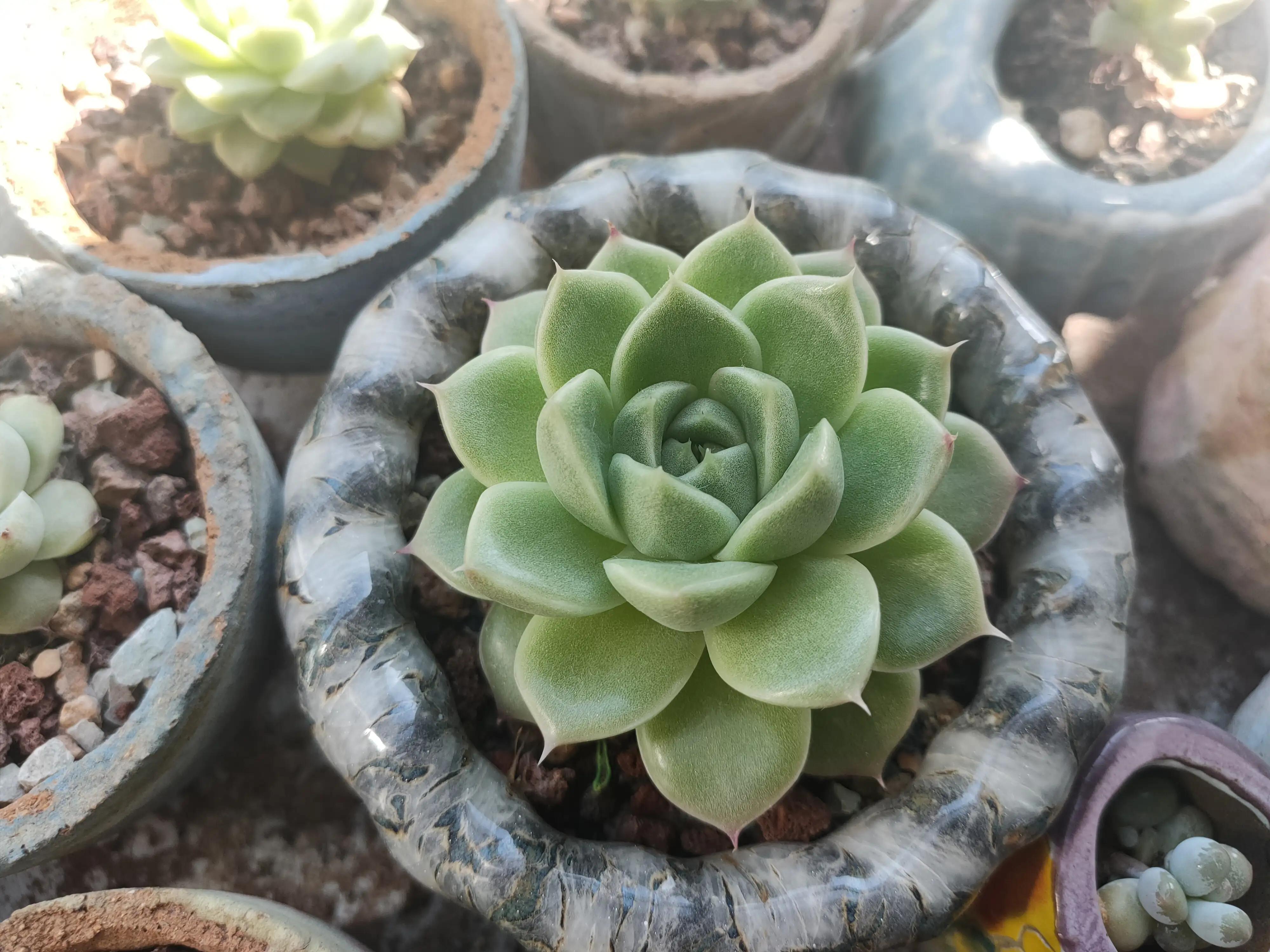 雪樱多肉韩国进口,韩国芦荟多肉品种