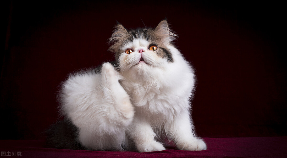 托运宠物去哪里托运,宠物托运到美国攻略