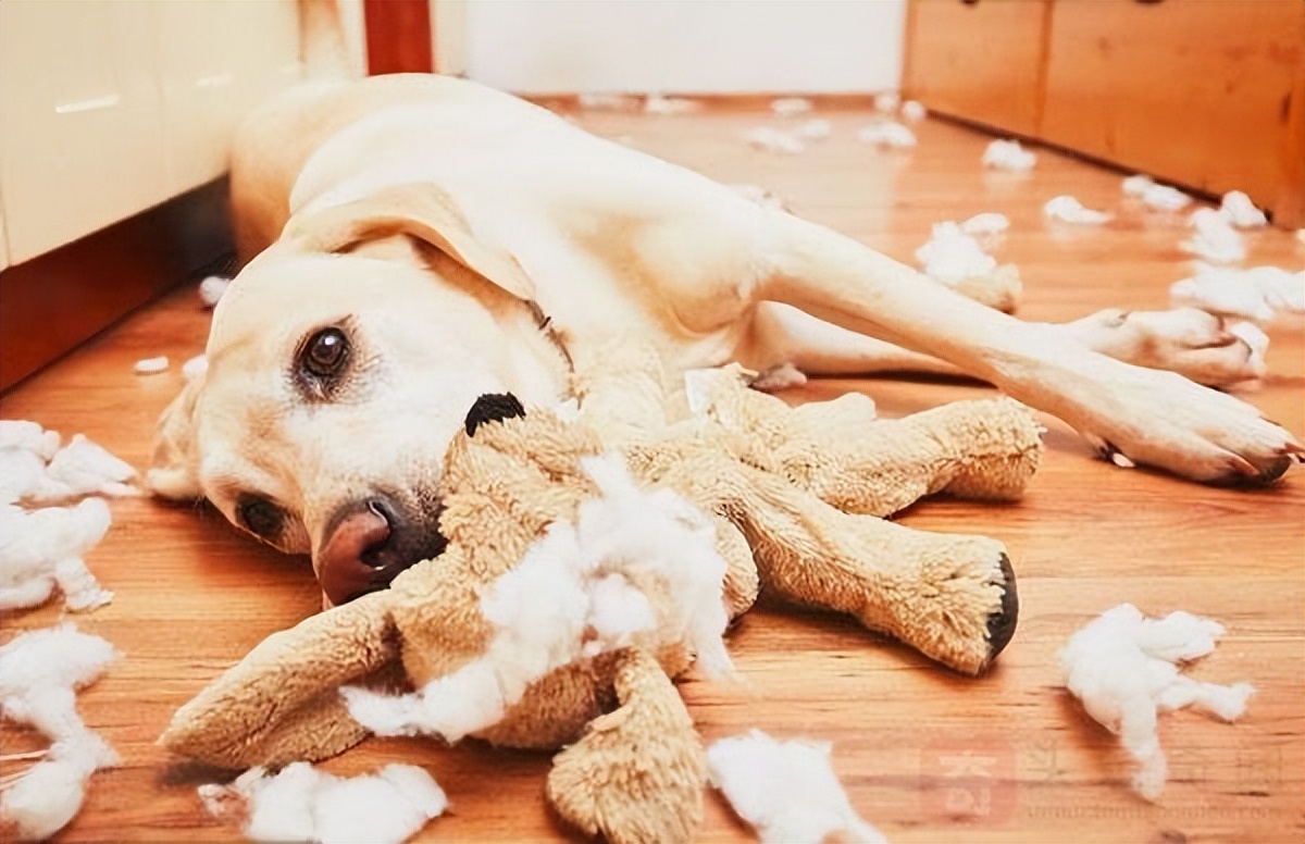 养狗发现的神奇现象,养狗常见的4大误区你避雷了吗