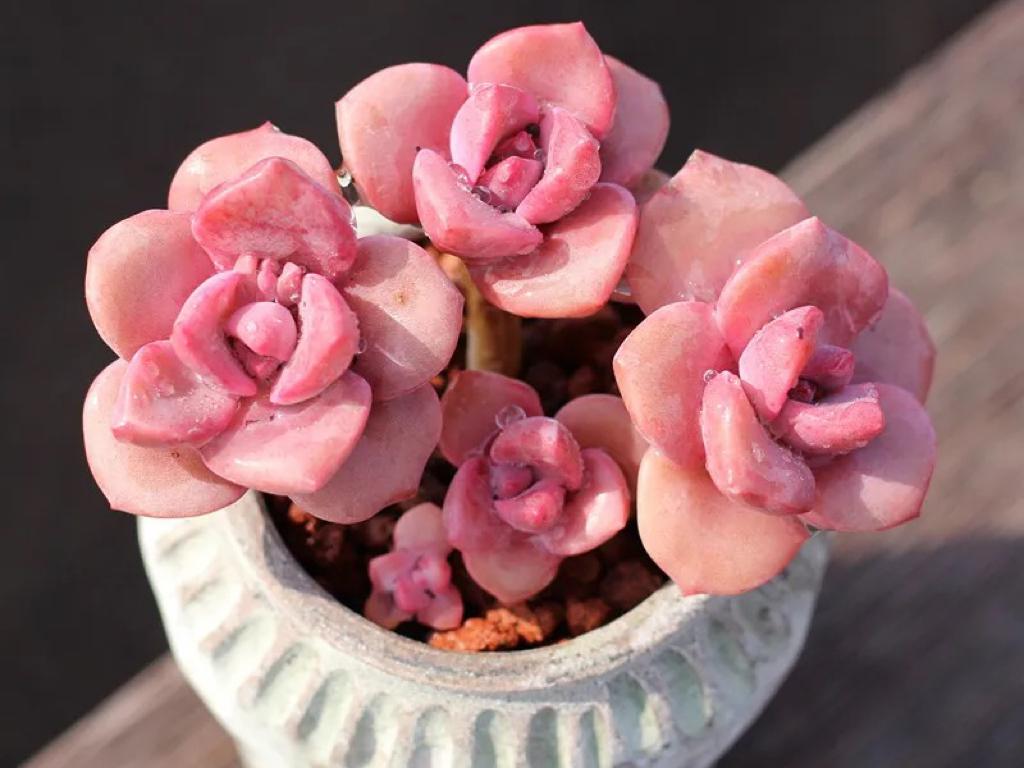 多肉彩虹糖和紫乐有啥区别,彩虹糖多肉和紫乐多肉的区别