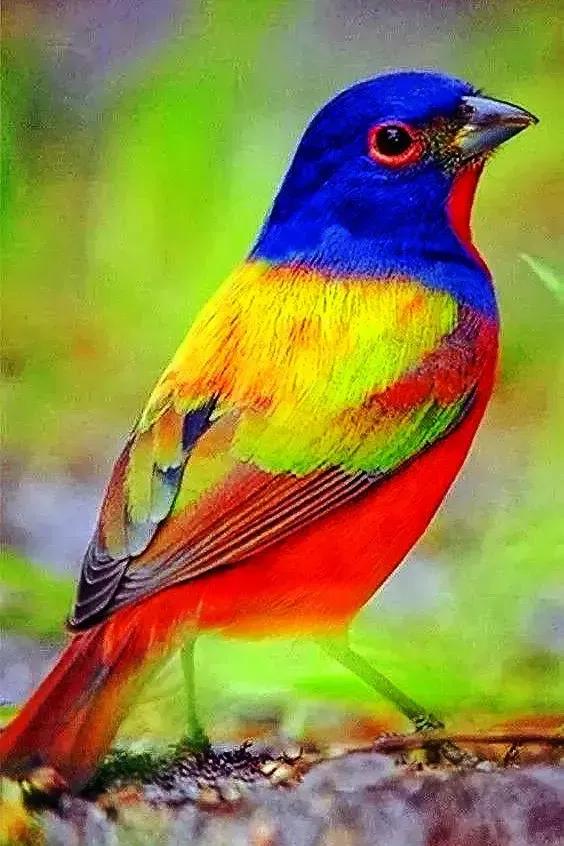 奇怪的小鸟视频,稀奇古怪的鸟