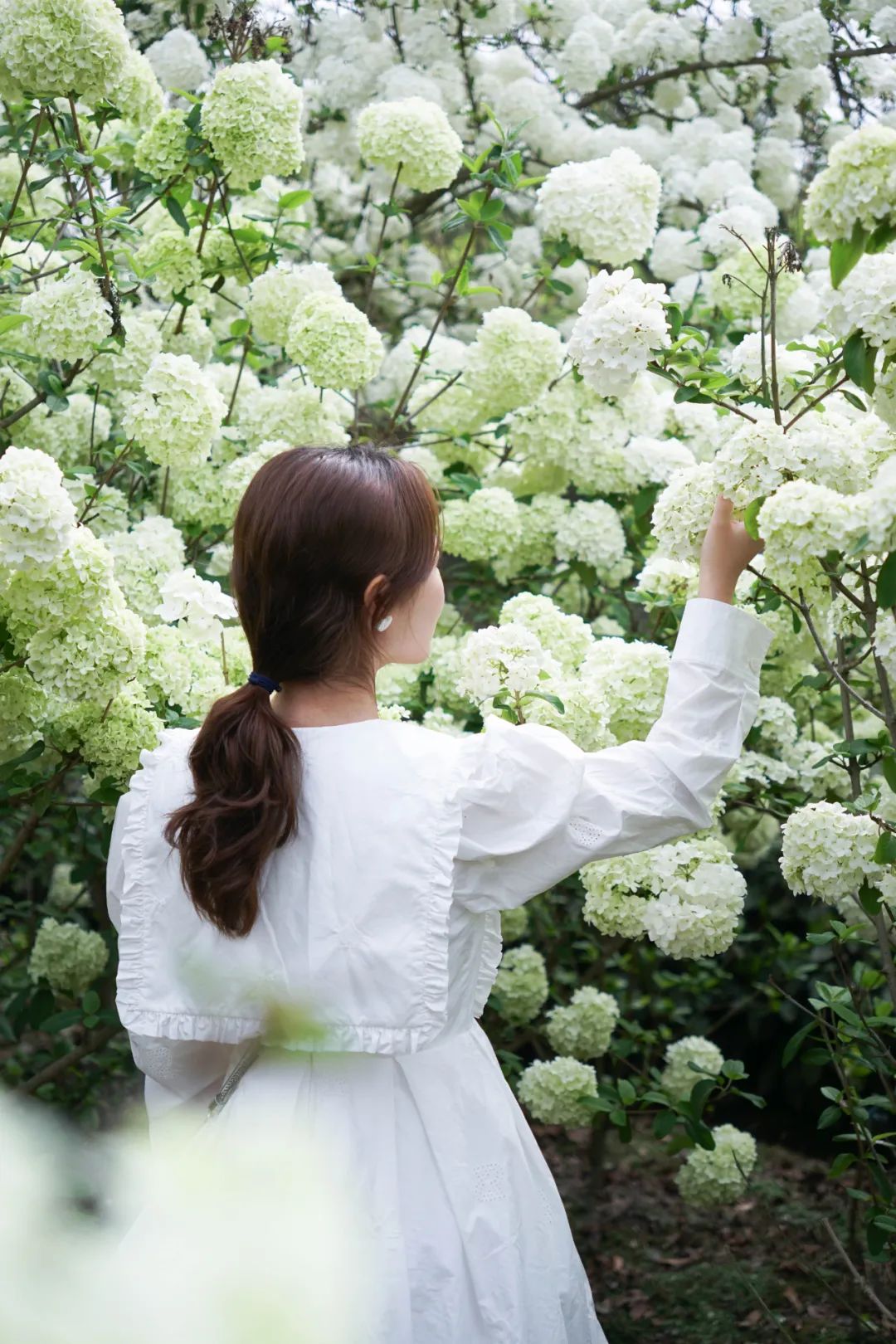 提前盛开！成都市区这个被偏爱的宝藏地又上新，即将刷爆全网