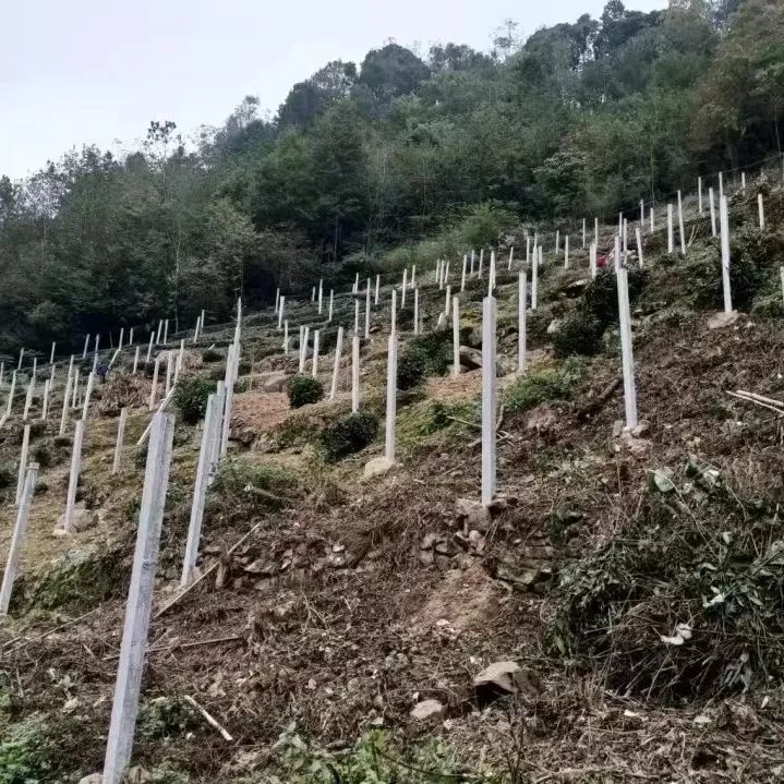 五峰：【乡村振兴】“猕”生情缘，家门口的致富经！