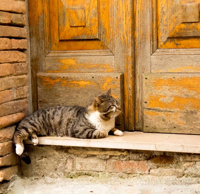 猫咪有这六种行为证明你养对猫了,猫咪有哪些表现证明你养得好呢