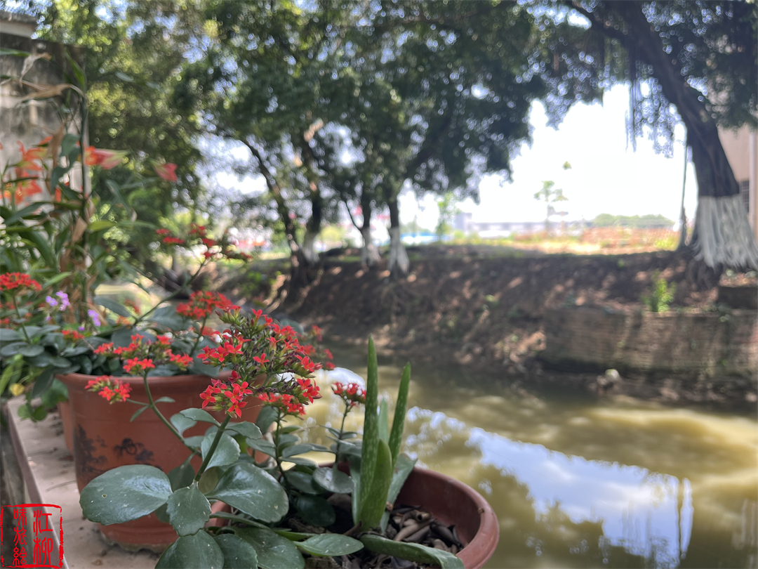 古村探寻｜广东佛山顺德一日打卡杏坛镇两个岭南水乡