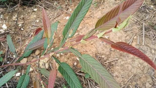 叶子似葫芦,民间俗称“返魂草”,煮茶是一绝,还是皮肤病的良药