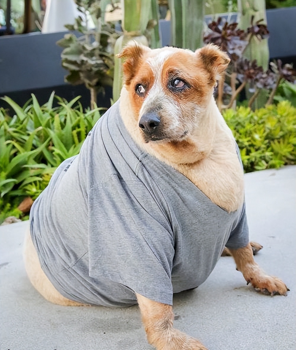 狗狗虚胖图,狗狗虚胖