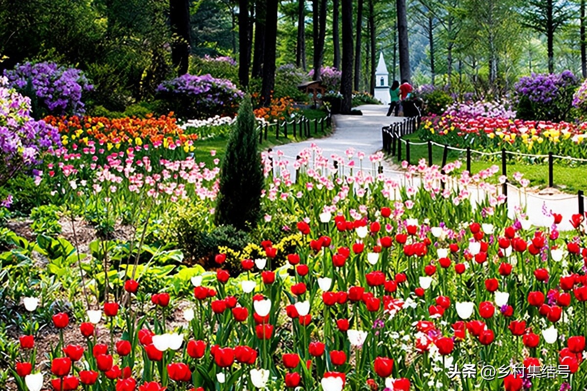 韩国晨静花园,韩国晨静树木园设计方案