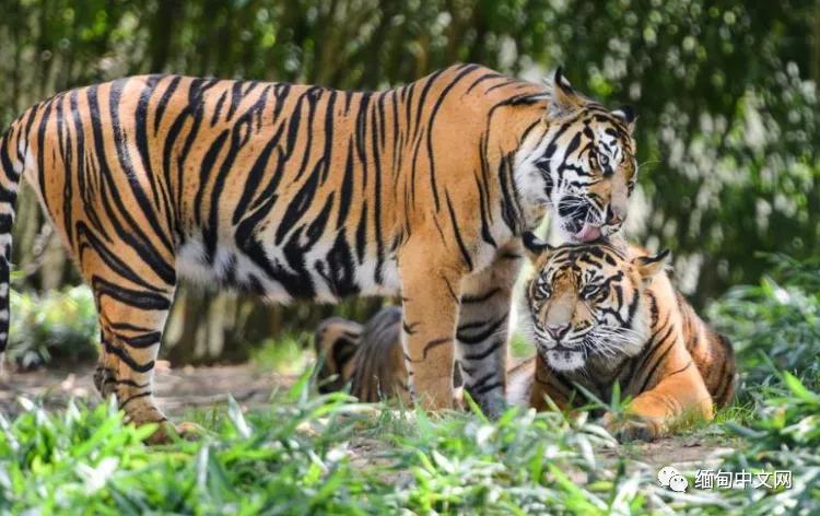 “谈虎色变？不！人心猛于虎！”幸好缅甸的野生老虎在增加