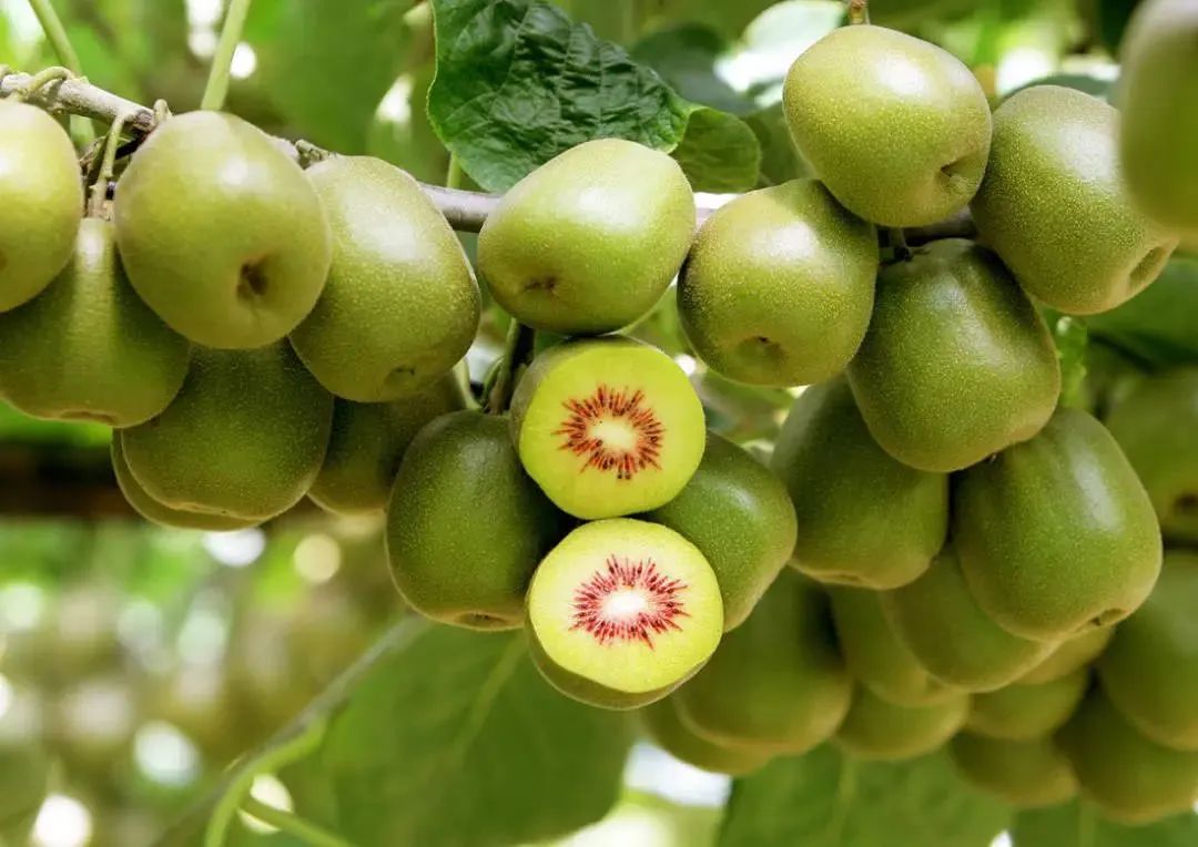 四川广元最好的特产,广元特产有哪些值得带