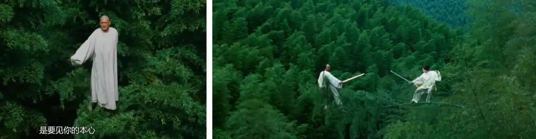 大熊猫爱吃的竹子是什么植物,大熊猫爱吃的竹子是毛竹吗