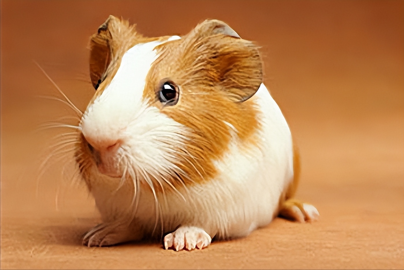 世界上活的寿命最长的动物是什么,动物兄弟之寿命超过100年的动物