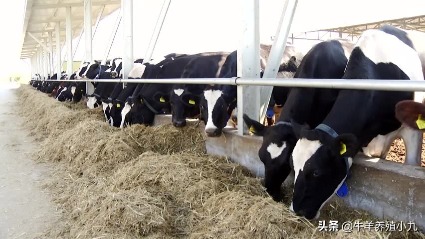 奶牛慢性子宫内膜炎,奶牛子宫炎与子宫内膜炎区别