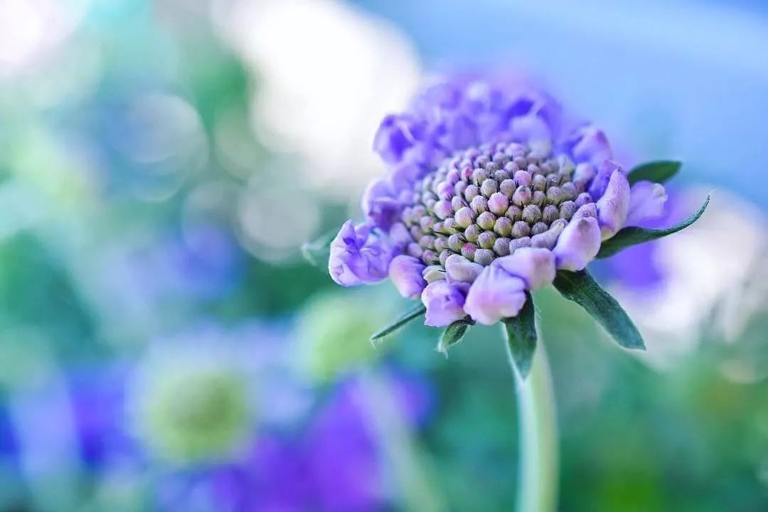 闀垮緱鍍忚冻鐞冧竴鏍风殑妞嶇墿,鍜岃冻鐞冩湁鍏崇殑妞嶇墿